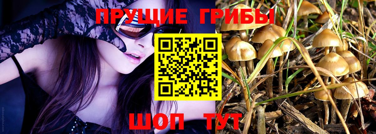 Александров  Галлюциногенные грибы MAGIC MUSHROOMS  Галлюциногенные грибы Psilocybine cubensis  Вход с VPN 